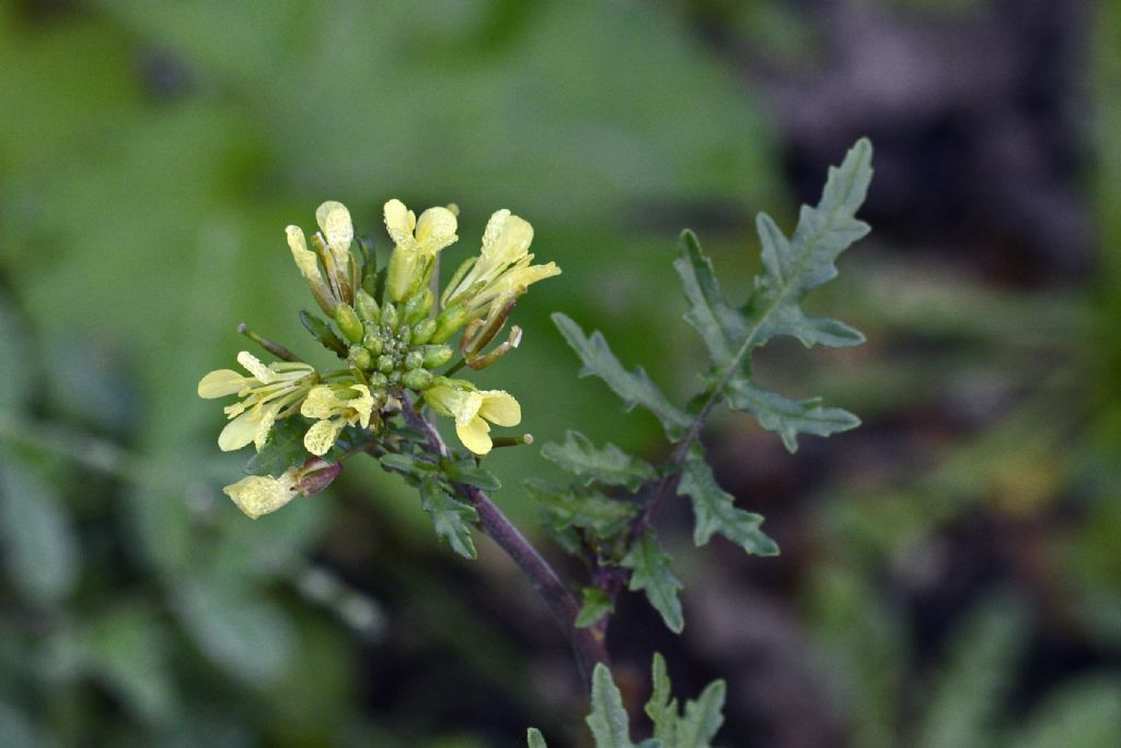 Erucastrum gallicum /Erucastro francese